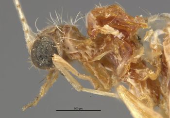 Media type: image;   Entomology 11513 Aspect: head lateral view